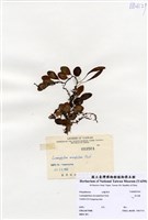 藏品(抱樹蕨)的圖片